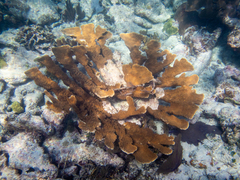 Acropora palmata
