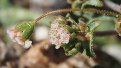 Eriogonum thurberi