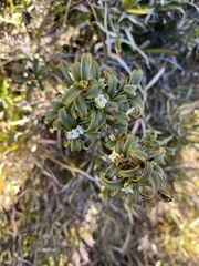 Daphne arisanensis