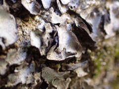 Dermatocarpon miniatum