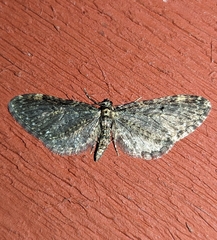 Eupithecia olivacea