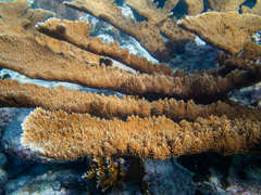 Acropora palmata