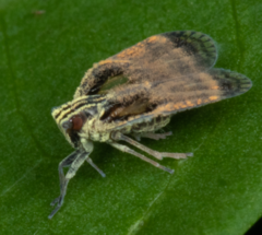 Bothriocera cognita