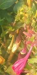 Xylocopa augusti