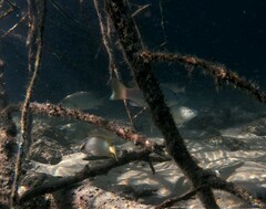 Lutjanus novemfasciatus