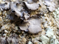 Dermatocarpon miniatum