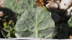 Eriogonum thurberi