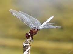 Erythrodiplax atroterminata