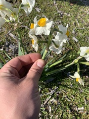 Narcissus tazetta
