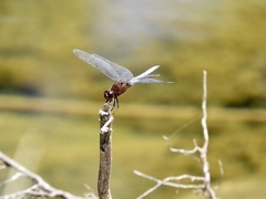Erythrodiplax atroterminata