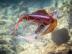 Sepioteuthis sepioidea