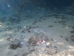 Eucinostomus entomelas