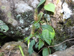 Lepidagathis incurva