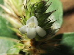 Lepidagathis incurva