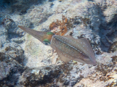 Sepioteuthis sepioidea