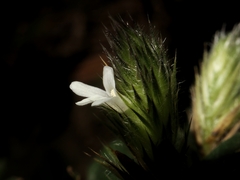 Lepidagathis incurva