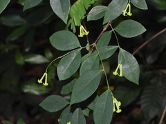 Wikstroemia nutans