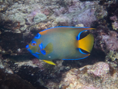 Holacanthus ciliaris