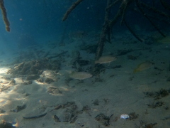 Lutjanus novemfasciatus
