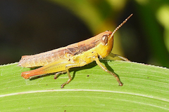 Bermius