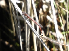 Oxyagrion rubidum