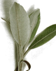 Pittosporum huttonianum