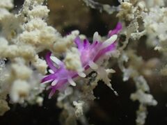 Okenia purpurata