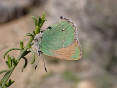 Callophrys dumetorum