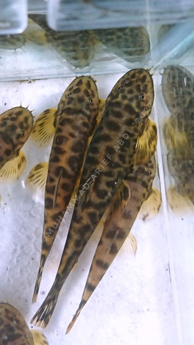 Variablescale hillstream loach (Homalopterula heterolepis) — Balitoridae