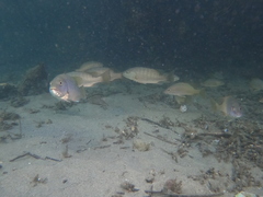 Lutjanus novemfasciatus