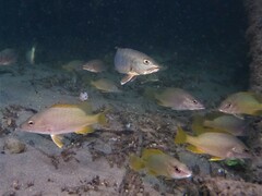 Lutjanus argentiventris