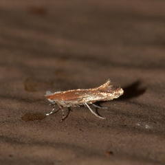 Cameraria quercivorella