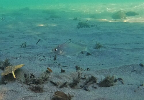 Darkspot mojarra (Eucinostomus entomelas) — Gerreidae — 5