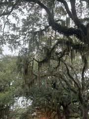 Tillandsia usneoides