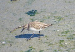 Calidris pusilla