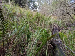 Carex barbarae