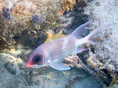 Holocentrus adscensionis