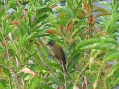 Picus vittatus