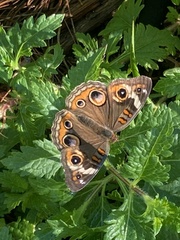 Junonia coenia