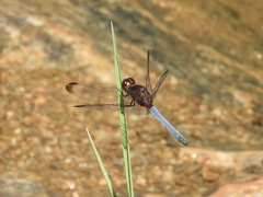 Erythrodiplax atroterminata