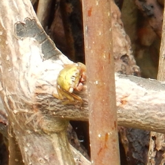 Aratus pisonii