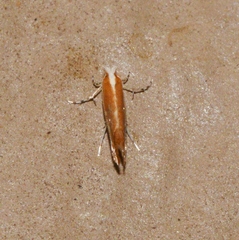 Cameraria quercivorella