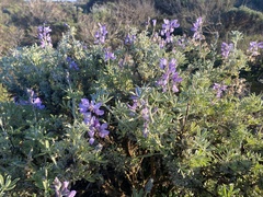 Lupinus chamissonis