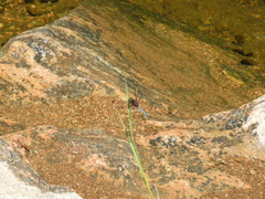 Erythrodiplax atroterminata