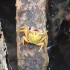 Aratus pisonii