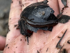 Stereochilus marginatus