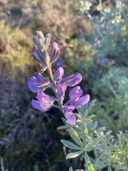 Lupinus chamissonis