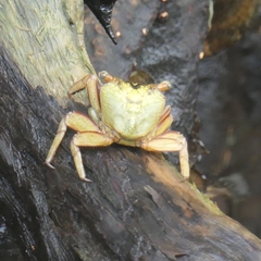 Aratus pisonii