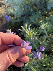 Lupinus chamissonis