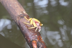 Aratus pisonii